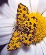 Speckled Yellow
