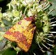 Pink-barred Sallow
