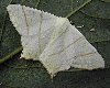 Swallow-tailed Moth