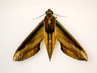 Yam Hawk-moth (Theretra nessus)