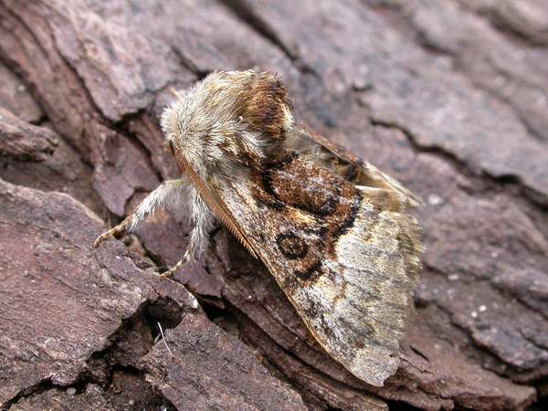 Nut-tree Tussock