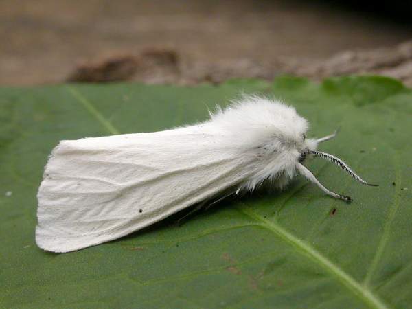 Water Ermine