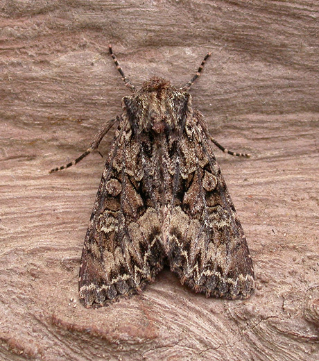Dark Brocade
